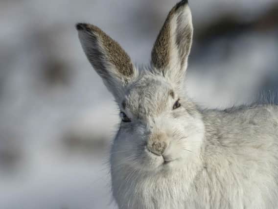 A fall in mountain hare numbers has seen the animal's status now classed as unfavourable