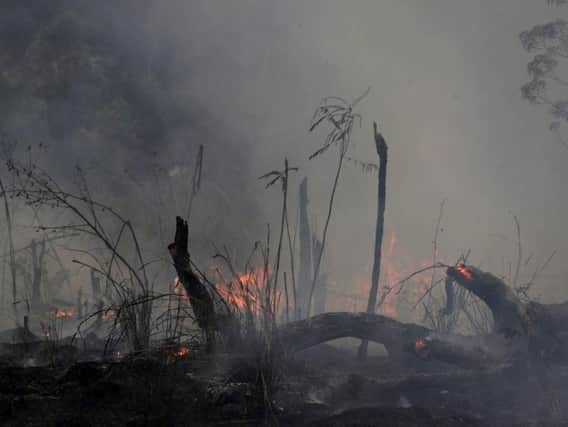 Fires across the Brazilian Amazon have sparked an international outcry for preservation of the world's largest rainforest.