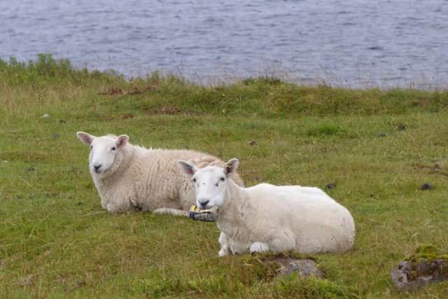 The sheep with the can stuck in its mouth. Picture: SWNS