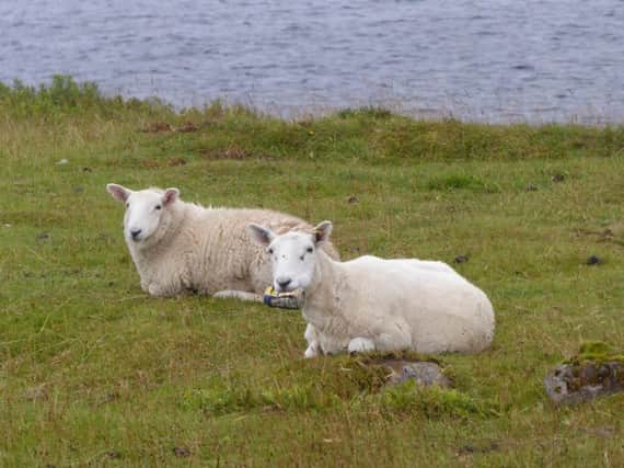 The sheep with the can stuck in its mouth. Picture: SWNS