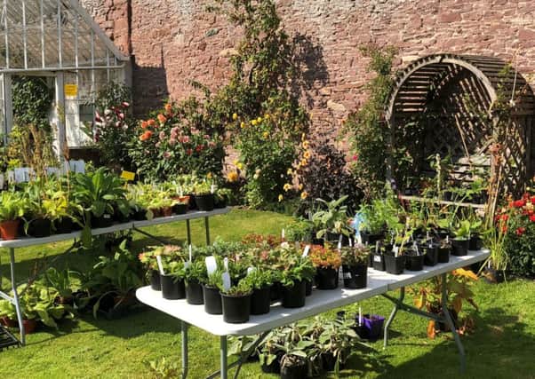 A University of Dundee student is calling on locals to grow more healthy produce