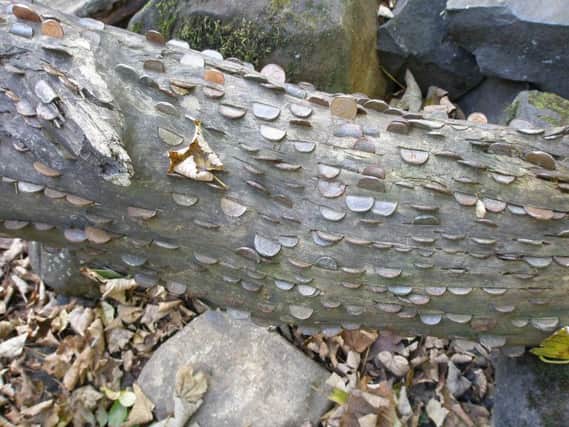 A wishing tree: some people believe that hammering a coin into a tree stump will help make their wishes come true. PIC: Flickr/Creative Commons/Anne.
