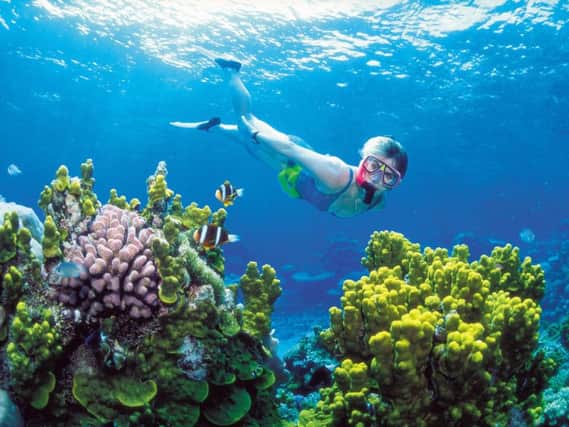 A snorkeler looks at coral on the Great Barrier Reef