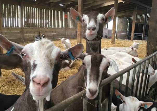 The Scottish cheesemaker has acquired Yorkshire Dairy Goats. Picture: contributed.