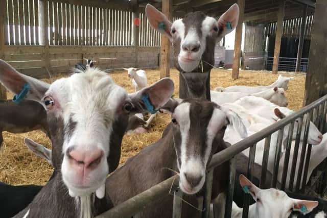 The Scottish cheesemaker has acquired Yorkshire Dairy Goats. Picture: contributed.