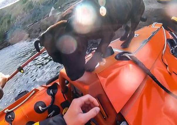 The dog is brought on board to safety. Picture: RNLI