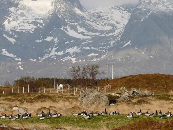 Coastal flats in Helgeland, Norway, have been a stopping-off point for barnacle geese during migration to Svalbard but new research shows the birds have been changing route over the past half century