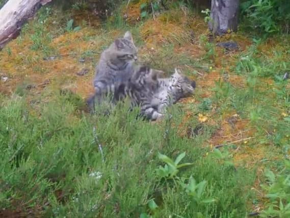 The new kittens. Picture: RZSS