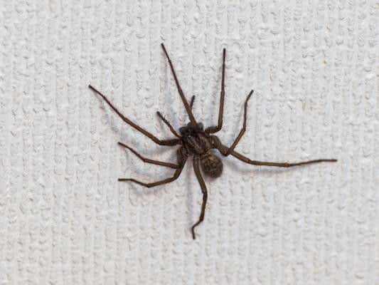 Strong scents can deter spiders from leaving their nooks and crannies