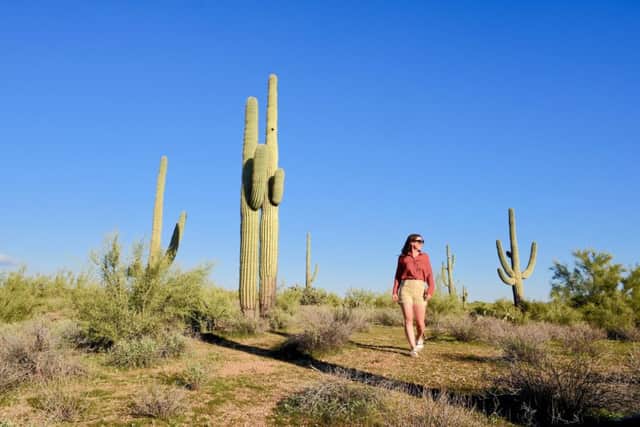 A walk among the cacti of the Sonoran desert. Picture: Lisa Young