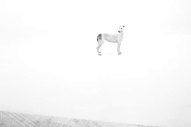 Pedigree English Greyhound by Simon Starling