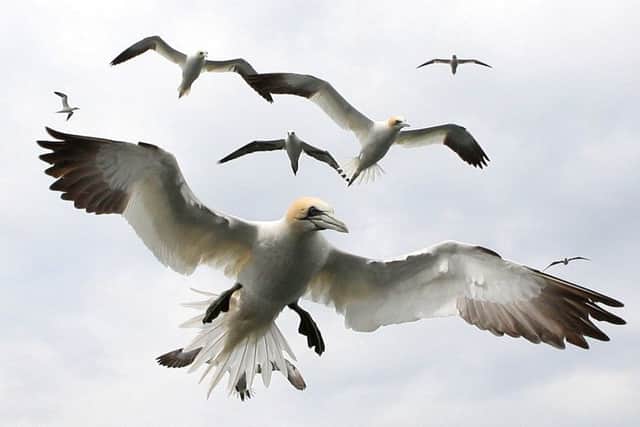 Radar will be used to detect birds up to 3km from the wind farm.
