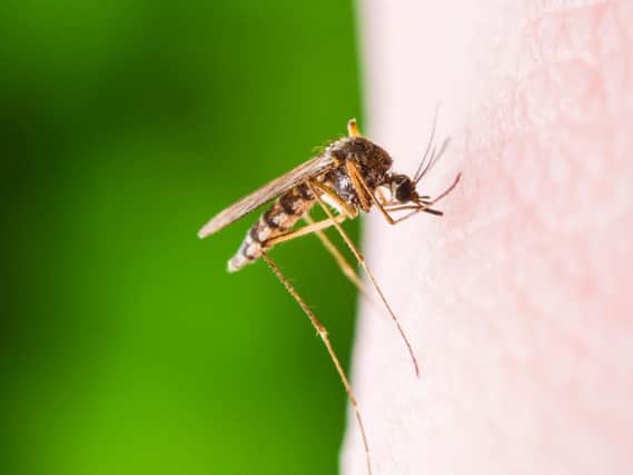 Scientists say the Mosquito-borne parasite could be wiped out by 2050.