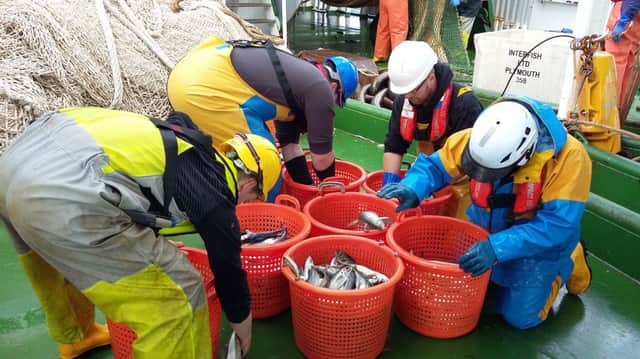 Mackerel and herring fishermen have been engaged in a number of scientific initiatives