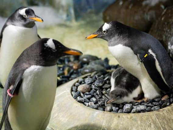 Gentoo penguins. Picture: PA/File