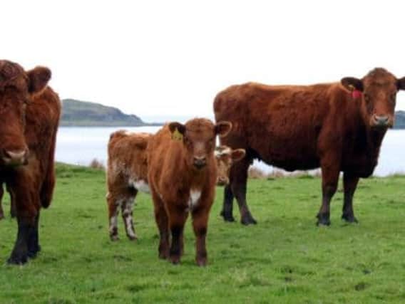 Being killed by cattle is the most common workplace death in the Highlands.