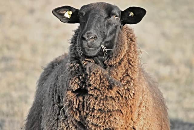 Being a black sheep of the family is an idiom with origins in the north of Scotland. Farmers believed that the birth of a black sheep spelled doom for the remainder of the flock.