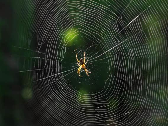 These methods help keep spiders away from the home.