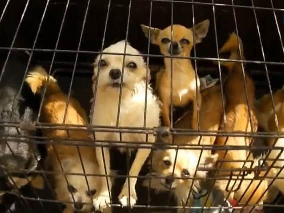 Shocking footage from the RSPCA shows dogs locked up in horrific conditions.