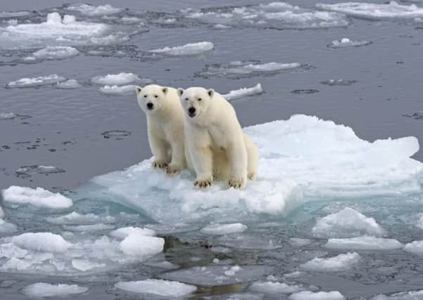 Polar bears on a melting ice floe. Photograph: imageBROKER/Shutterstock