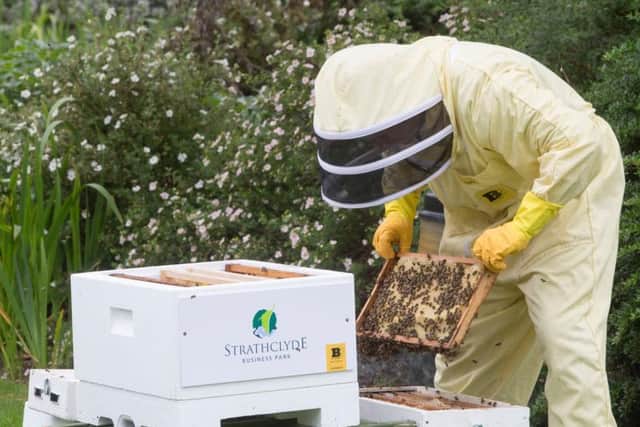 The park now has four beehives and up to 500,000 bees. Picture: JSHPIX.CO/.