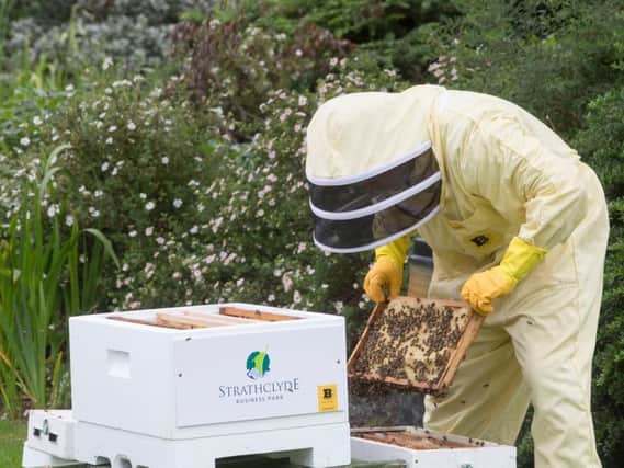 The park now has four beehives and up to 500,000 bees. Picture: JSHPIX.CO/.