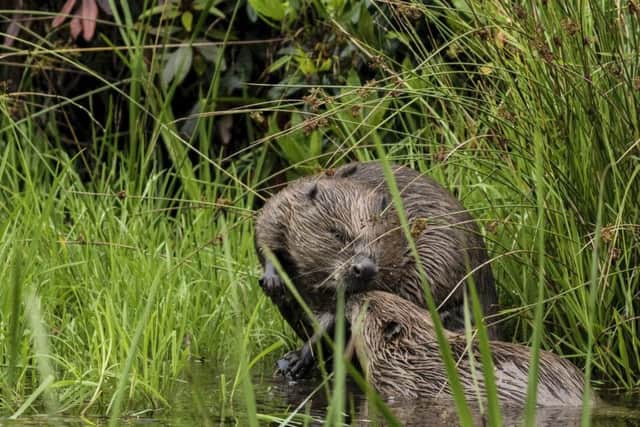 "At around five or six in the morning these two beavers came out and they began to tussle." SWNS