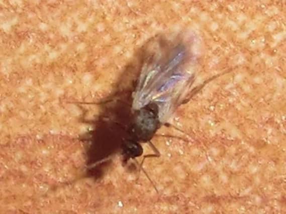 Scientists have made the discovery. Picture: Wiki commons / Orikrin1998