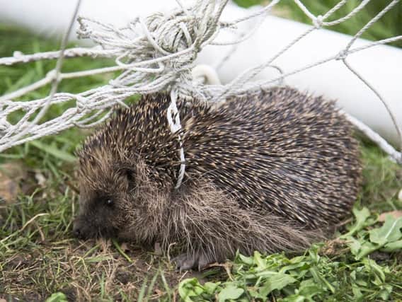 A baby hedgehog stopped a flight from Stornoway airport in its tracks. Picture: PA/ Lawrie Brailey