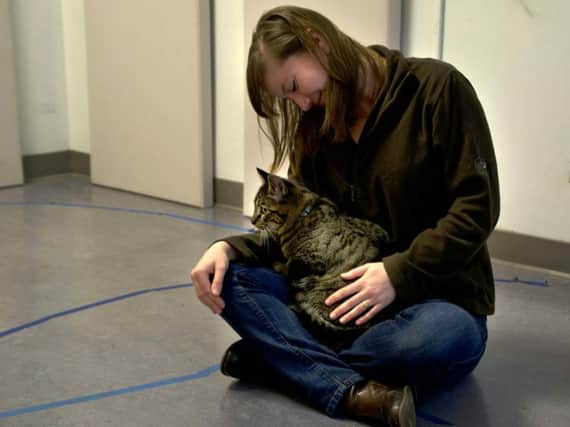 Cats form similar emotional bonds with their owner as dogs, according to a myth-busting new study. Picture: SWNS