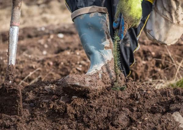 Scotland has smashed its tree planting target for the first time and the Scottish Government has raised its target to 12,000 hectares for the coming year