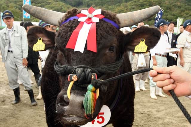 A champion Kobe cow. Picture: Buddhika Weerasinghe/Getty
