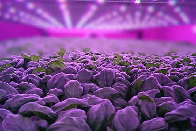 Vertical farming involves growing crops in stacked indoor layers, using less land than traditional methods, enabling year-round production. Picture: Contributed