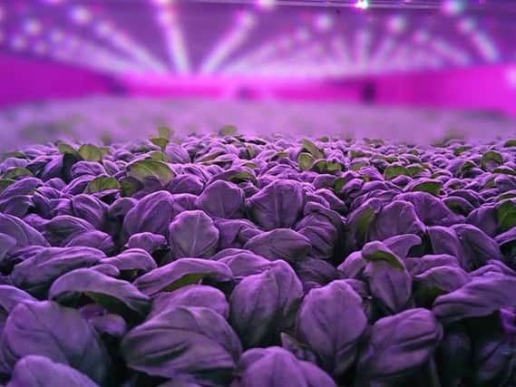 Vertical farming involves growing crops in stacked indoor layers, using less land than traditional methods, enabling year-round production. Picture: Contributed
