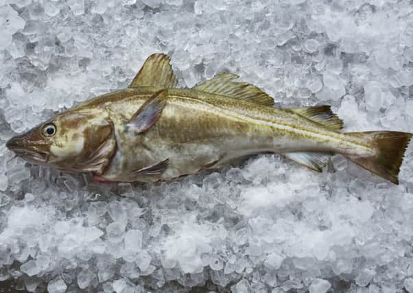 A North Sea cod on ice. The species is in short supply. Picture: Clive Streeter/MSC/PA Wire