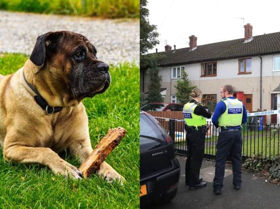 The Scottish Government is reviewing the Control of Dogs (Scotland) Act 2010 days after Elayne Stanley was mauled by her dogs at home in Cheshire. Pictures:  Pixabay/ PA
