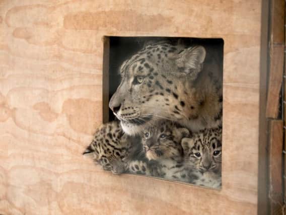 Mother and her three snow leopard cubs which have been born at the Highland Wildlife Park in Scotland. Picture: PA