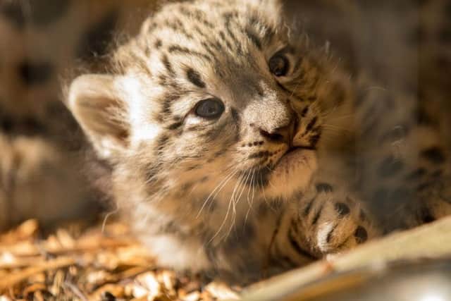 One of three snow leopard cubs which have been born at the Highland Wildlife Park in Scotland. Picture: PA.
