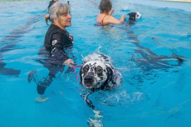 Owners and dogs enjoying a swim. Pic: SWNS