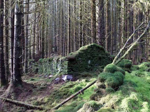 The ruined farmstead buildings at Wee Brucach Caoruinn in Loch Ard forest, which archaeologists believe may have been at the heart of an industrial scale illegal whisky making operation. PIC: Contributed.