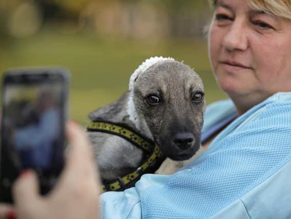 A woman holds a dog rescued after being found with its ears and top of scalp cut off. Picture: AP
