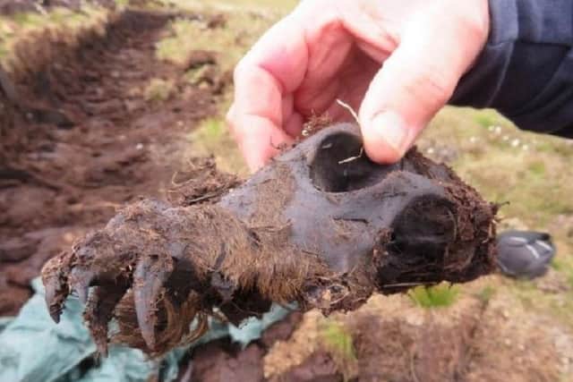 The head of the 'Rogart Bog Beast' found in a peat bog in Sutherland last year. PIC: Contributed.