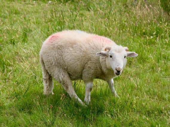 Dolly the Sheep represented a major scientific breakthrough. (Picture: Shutterstock).