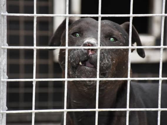 One of the dogs involved in the animal attacks