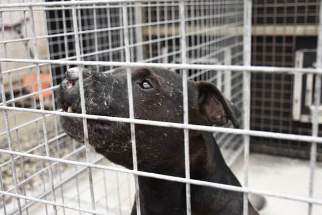 One of the dogs seized by the Scottish SPCA