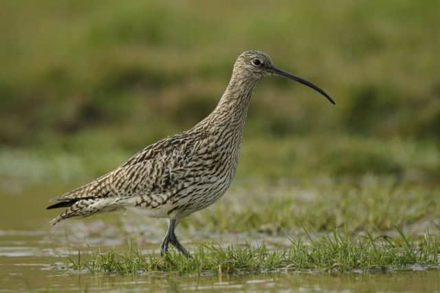 Birds such as the curlew have shown catastrophic declines in recent years