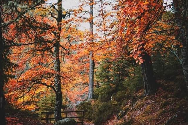 Woodlands feel all the more magical in autumn as the colours change.