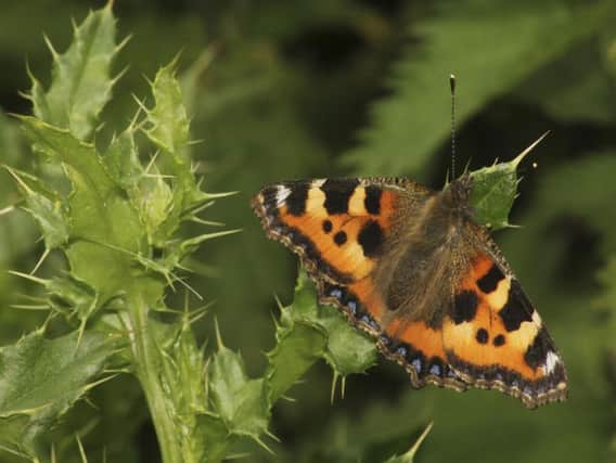 The 2019 State of Nature report shows Scotland's wildlife continues to struggle, with more than half of species declining in recent decades