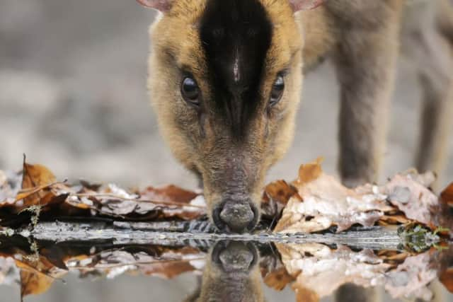 More than one in ten species in Scotland is threatened with extinction