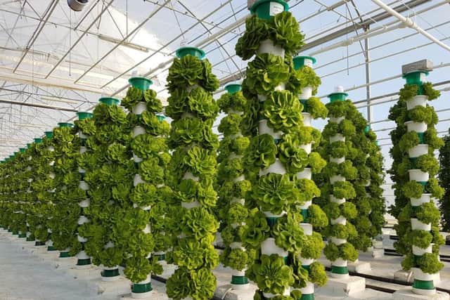 Towers of indoor lettuce, produced without heat or artificial light. Picture: Adam Gasson